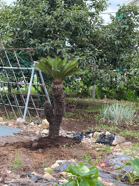 ソテついて質問です先日蘇轍をいただき植え替えをしました。写真のよう