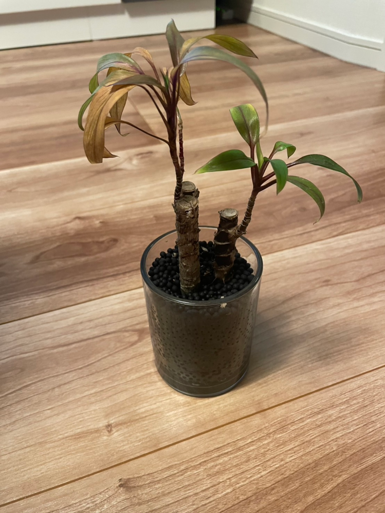 ホームセンターで購入した観葉植物の品種がわかりません。最近少し元気