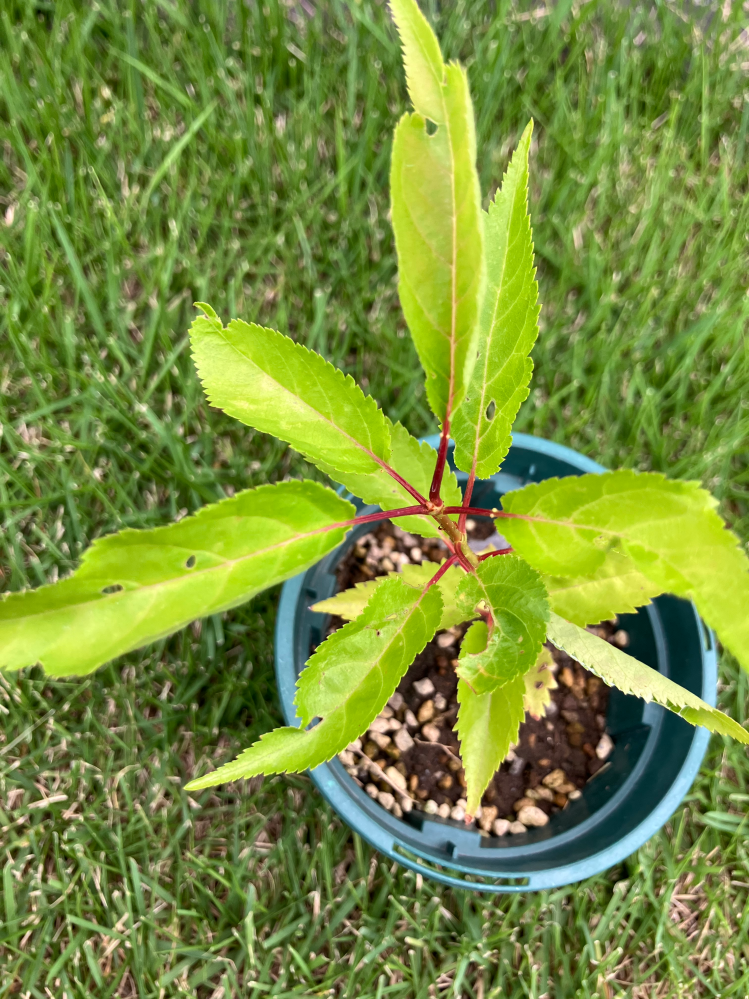 この木はなんですか？芝生に生えてきたのでとりあえず鉢に移動したの 