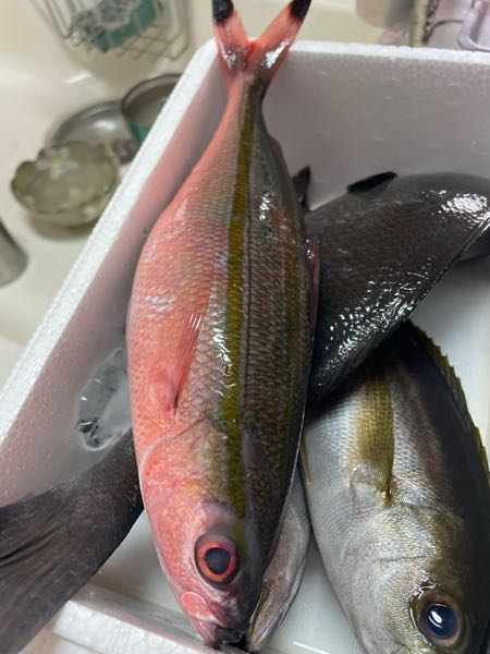 フカセ釣りでチヌ競技スペシャルⅢを買おうと思っているのですが