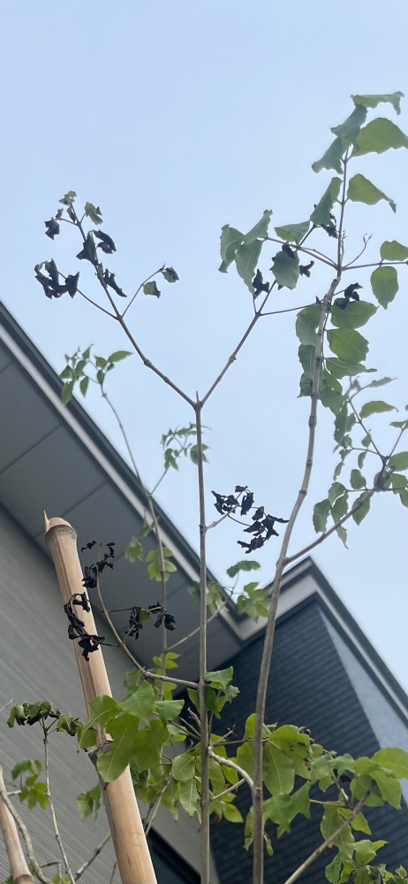 5月の半ばにアオダモをシンボルツリーとして植栽していただいたのです 