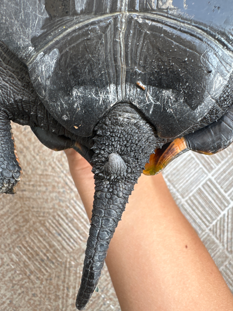 90cm×30cmの爬虫類ケージでギリシャリクガメを飼育するとなると 