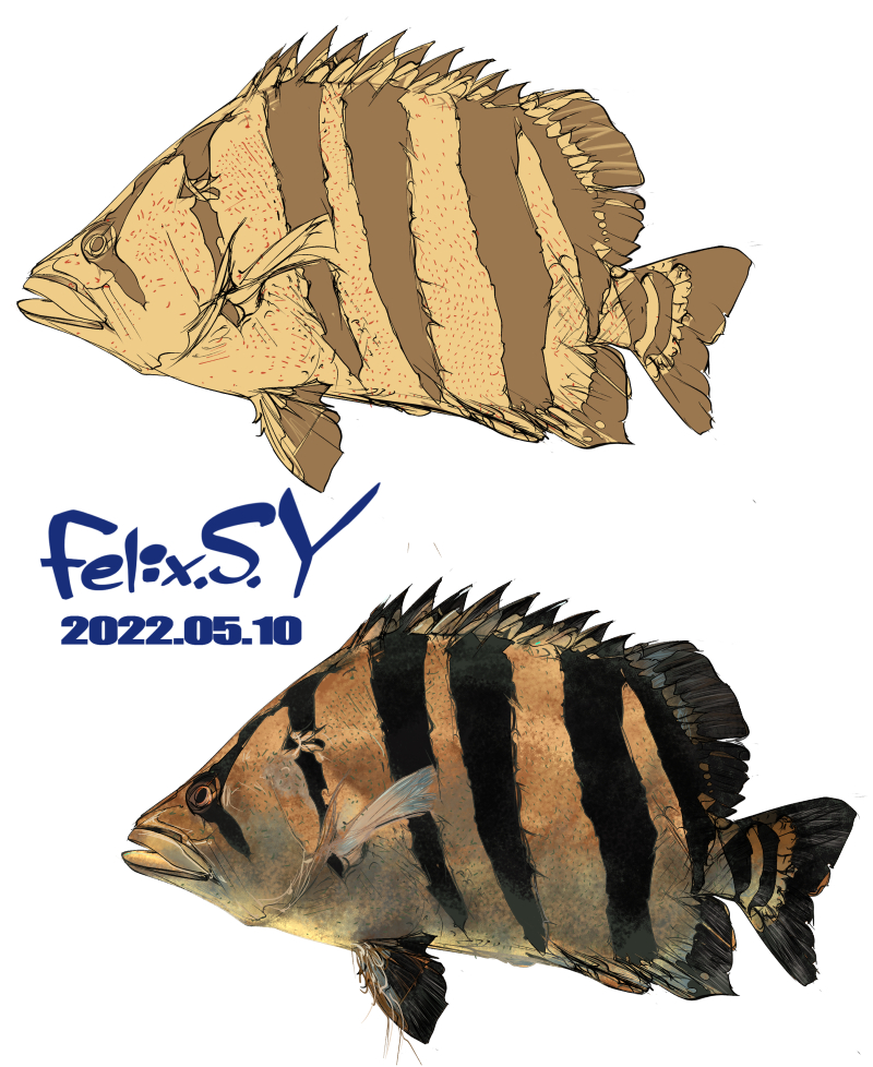 アロワナの二匹混泳について、シルバー×アジアで飼いたいです 
