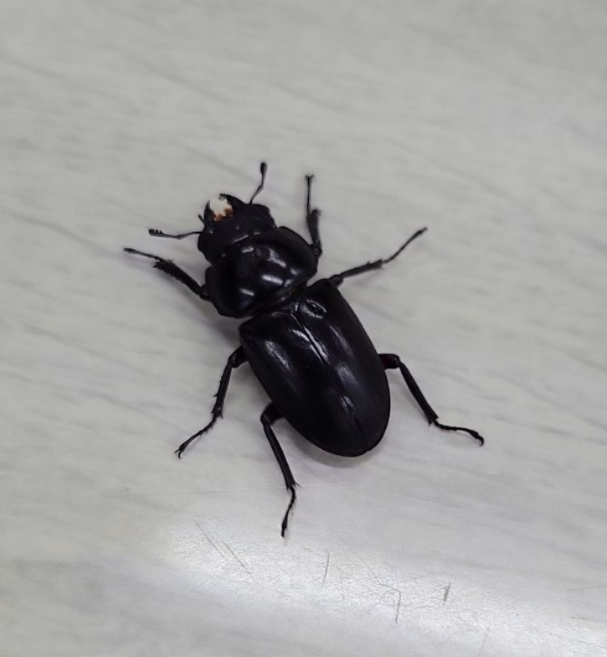 ヨツボシヒナカブト幼虫飼育について質問です。ヤフオクでCBF2の未使用 