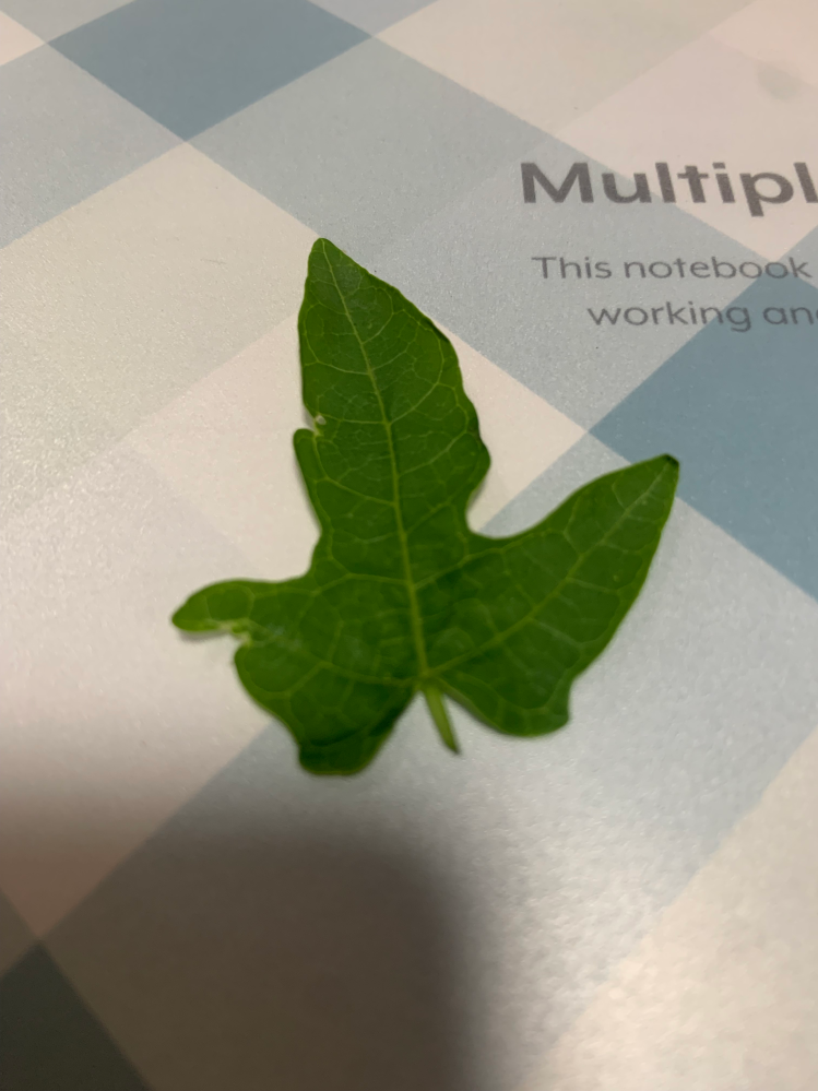 この葉っぱは何の植物なのか？という質問です。分かる方教えて頂きたい