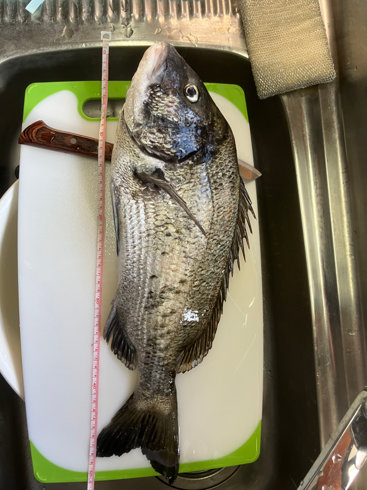 チヌ（クロダイ）の60cmオーバー、通称（ロクマル）が釣れる確