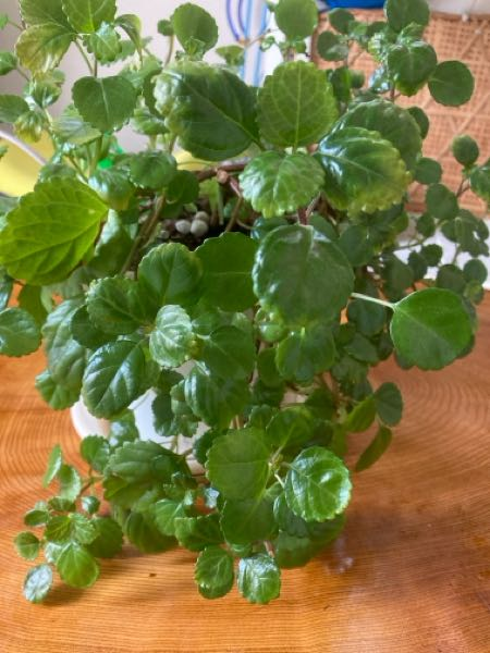 グラキリス休眠中株について質問です。塊根植物パキポディウム