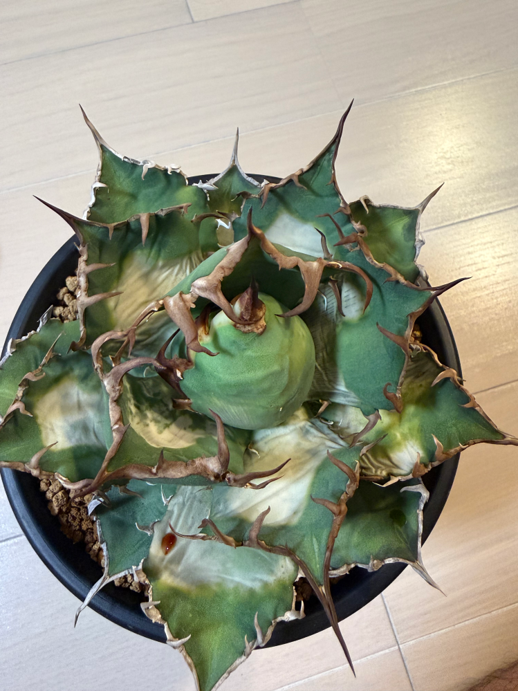 多肉植物のハオルチア白蛇伝（←はくじゃでん？しろへびでん？何で読む