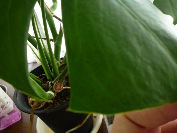 モンステラの葉に黒い点々がでてきました 対処法を教えてください 観葉 Yahoo 知恵袋