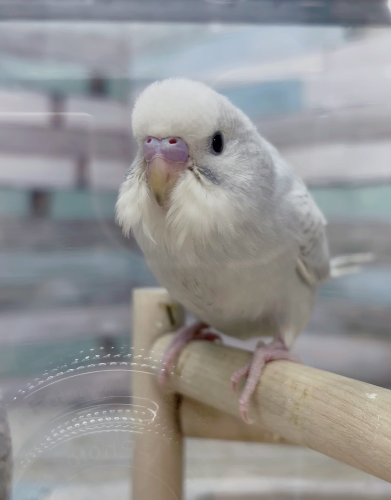 愛用していたインコです 先日お迎えしたセキセイインコです。どなたか生後1ヶ月ぐらいです