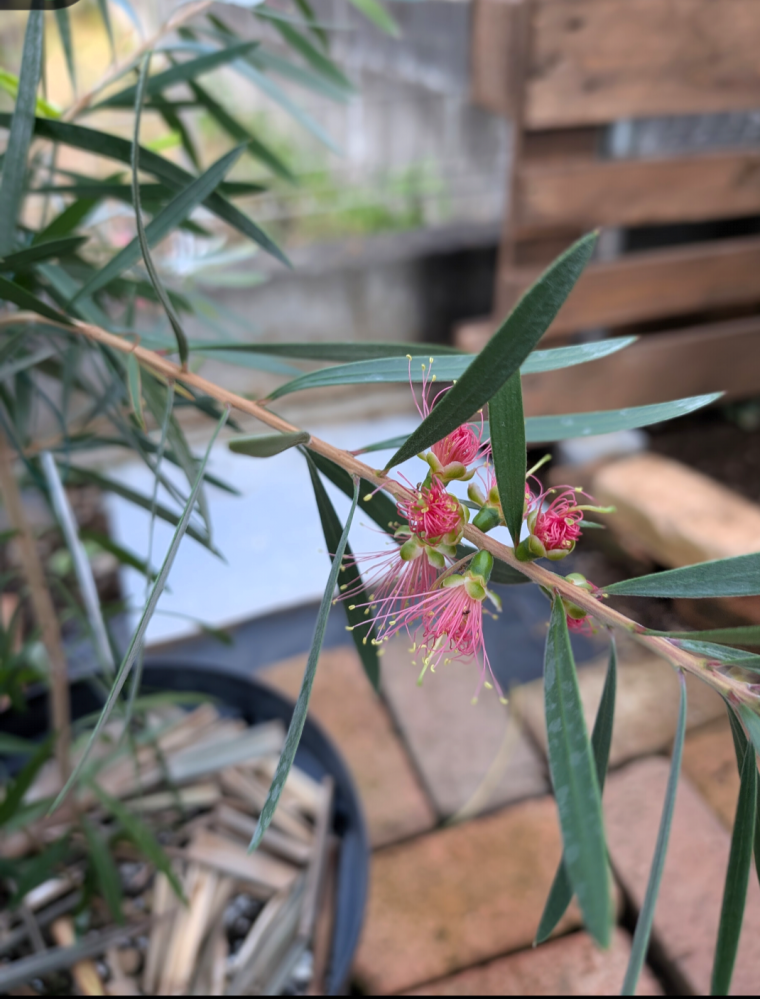 金宝樹の花について分かる方教えて下さい。ピンクシャンパンという種類