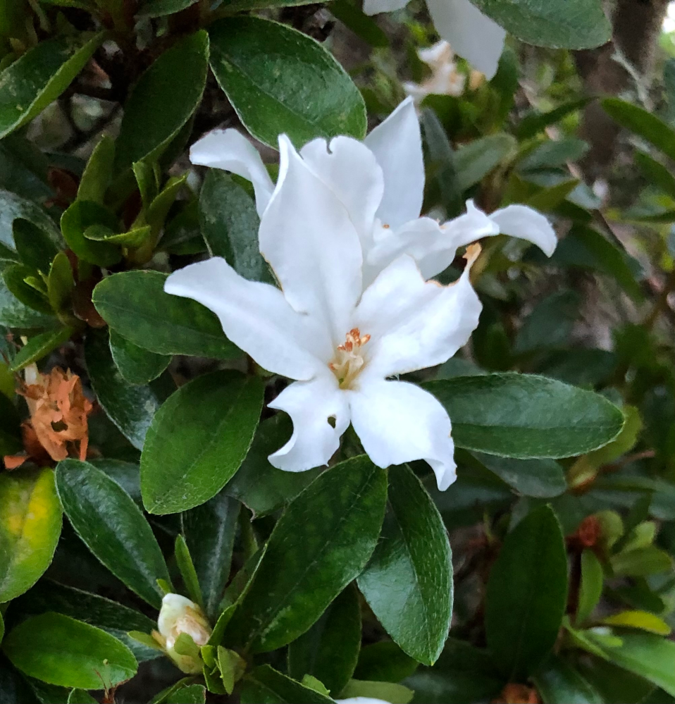 斑入りの植物に関して質問します。白斑と黄斑の違いは何ですか