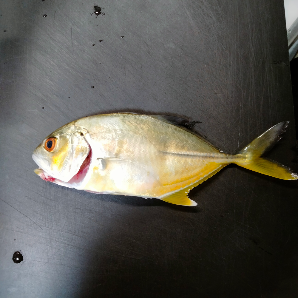 ジャクソンスネークヘッダーズs68と言う雷魚ロッドを探してるのですが