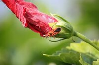 ハイビスカスに虫がついてしまいました 黒い点々みたいなのと 緑の虫と Yahoo 知恵袋