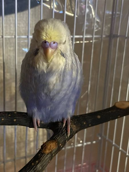 こんぱまるさんのオリジナル？ケージのステンレスのケージをオカメ