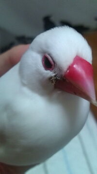 緊急です 文鳥のくちばしに腫瘍ができてしまいました 文鳥は12歳 白 Yahoo 知恵袋