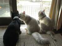 子猫のやんちゃな時期は生後何ヶ月頃まで続くんでしょうか 今 Yahoo 知恵袋