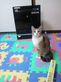 飼い猫が 私にだけなついてくれません 旦那には甘えてます Yahoo 知恵袋