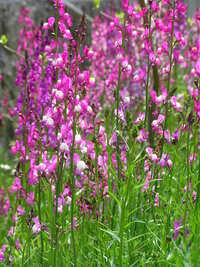 この花は何ですか ネジバナではありません シナリアですね Yahoo 知恵袋