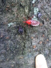 この虫の名前は何でしょうか 赤い虫と黒い虫は同じ種類ですか 赤い虫で大きさは数 Yahoo 知恵袋