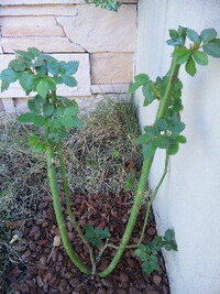 お世話になります アンジェラの花後の剪定を教えてください あん Yahoo 知恵袋