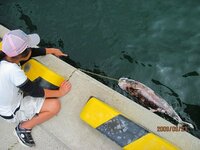 サビキ釣りで 大物 釣り初体験の娘がイルカを釣りました １７３ Yahoo 知恵袋