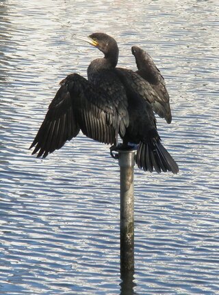 鵜の鳥さん 羽を広げてずっと佇んでいました 羽が濡れているわけ Yahoo 知恵袋