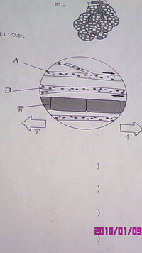 理科なんですが この図はメダカの尾びれを顕微鏡で観察してス Yahoo 知恵袋