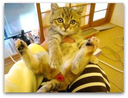 質問です。猫の脱肛は病院でどのくらいの費用がかかりますか？ - 知り 