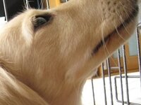 犬の顎下にポコッと膨らんだ部分があってそこにヒゲが生えています他の犬で Yahoo 知恵袋