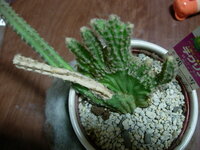 サボテン再生できるか ５年以上前からあるチクリンの残雪というサボ Yahoo 知恵袋