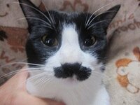 うちの猫は のように ひげの模様 があります このような猫を飼って Yahoo 知恵袋
