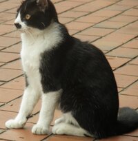 緊急 猫の誤飲 閉塞を起こすとどんな症状が出ますか 飼っている猫がビニー Yahoo 知恵袋