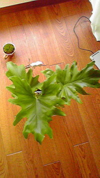 モンステラアダンソニーは大きく育ちますか 育ちます でもバリエガータは Yahoo 知恵袋