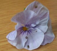 アブラムシにやられました ビオラをまだ植えて間もないのに Yahoo 知恵袋