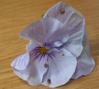 ビオラに害虫が これはなんという虫ですか ビオラの花びらに ２ミリ弱 Yahoo 知恵袋