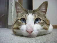 １００コイン贈呈します 三毛猫オス きじ白 サバの可能性大 の目の色について Yahoo 知恵袋