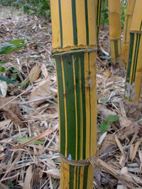 竹の種類をおしえてください 沖縄の世界遺産 識名園に行ったら 園内に黄色の竹が Yahoo 知恵袋