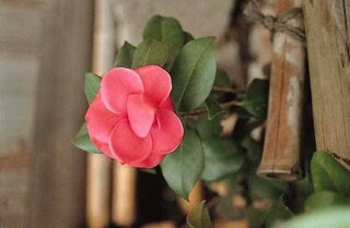 椿の花って縁起が悪い 花首がポロッと落ちるので縁起が悪いと聞い Yahoo 知恵袋