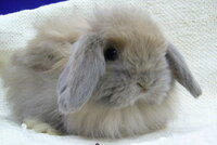 ウサギのカラーについて質問です トート と ブルートート の Yahoo 知恵袋