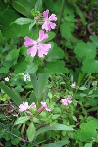 この花の名前を教えてください 一年草のようです 毎年こぼれ種で Yahoo 知恵袋