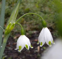 鈴のようなかわいらしい白いこの花は何という名前でしょうか 雄し Yahoo 知恵袋