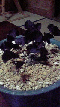 S W この顔文字の意味ってなんでしょうか ズキューンでは Yahoo 知恵袋