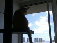 猫って窓から外を見るのが好きですよね 完全室内飼いで リスクを考えたらこ Yahoo 知恵袋