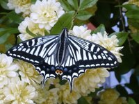 岐阜にいる岐阜蝶と一般的なアゲハチョウの違いは何なのでしょうか それ Yahoo 知恵袋