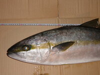 この画像の魚 これはブリでしょうか よろしくお願い致します ヒ Yahoo 知恵袋