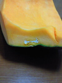 かぼちゃの皮のすぐ内側に白い固体があったのですが ４月にかぼちゃを１玉買 Yahoo 知恵袋