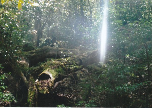 龍神様の閃光？屋久島の森で撮った写真です。なにも手を加えていない撮ったままの写... - Yahoo!知恵袋