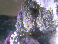 サンゴ ソフト の水合わせについて質問ですが 水合わせは必要です Yahoo 知恵袋