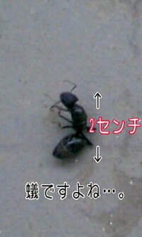 ベランダに巨大 な蟻 がいたので 知って居る方なんて名前か教えて下さ Yahoo 知恵袋